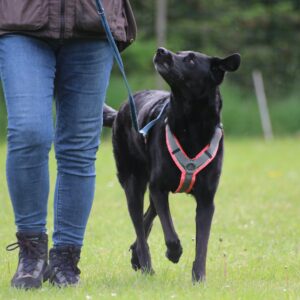 Intensivkurs Orientierung und Leinenführigkeit