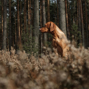 Jagverhalten Hund