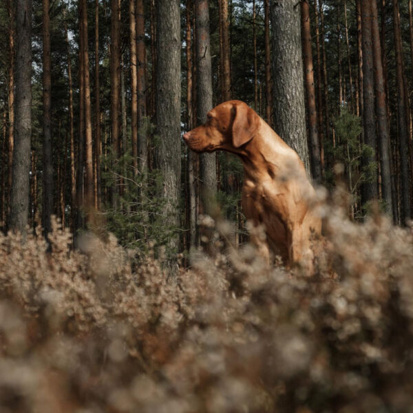 Jagverhalten Hund