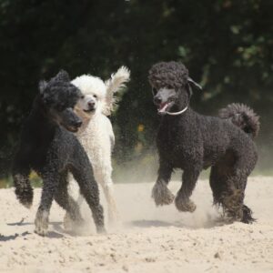 Pudel Special – Dummytraining & mehr